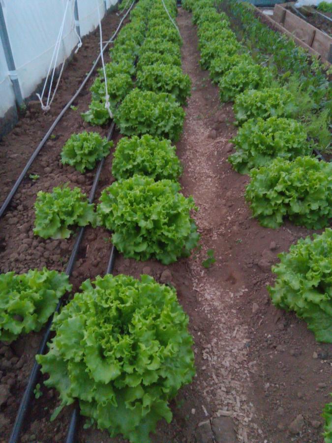 شقة Casa L&M Lajes das Flores المظهر الخارجي الصورة